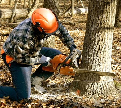 Tree Removal in Coupeville, WA
